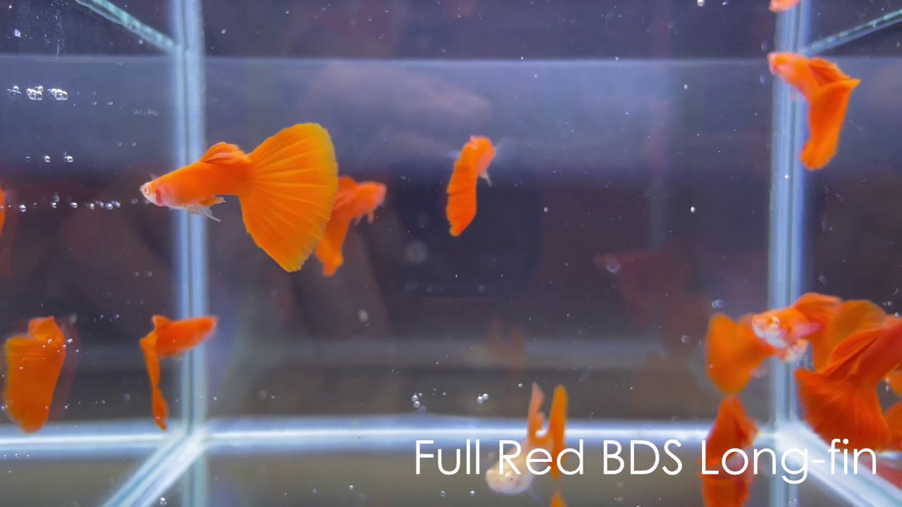 Premium Quality Guppies | Full Red BDS, Blue Topaz RB Albino and more
