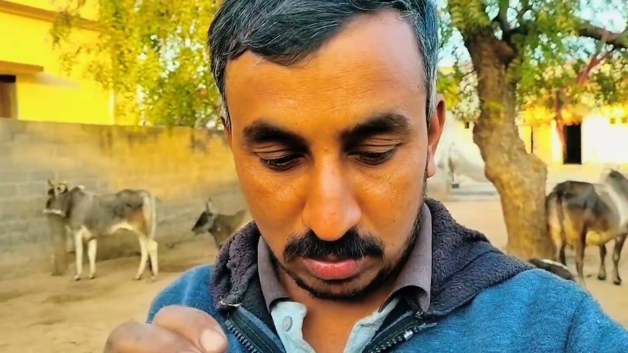 ગાય ગામડું ની ખેતી! ગાય આધારિત ખેતી//#naturalfarming #funny @jadejabhagirathsinh-pp4rh 