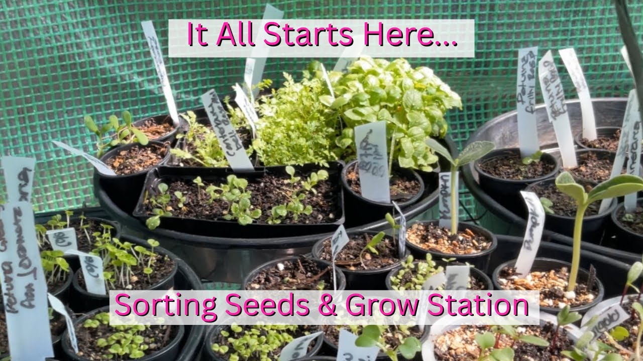 Seed Sorting & Sowing Day 🌱🌿| Seed Station Clean Up 🏡
