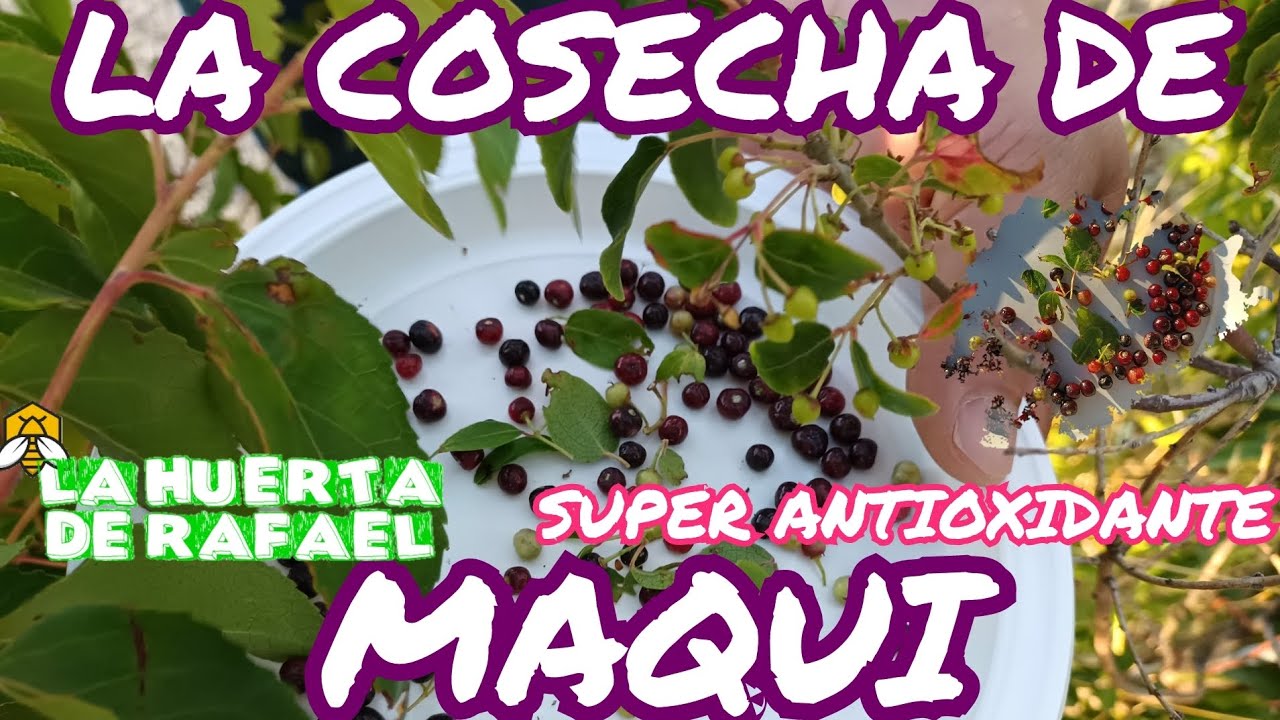 La cosecha de maqui(super antioxidante)•El cultivo del maqui•Planta nativa de Chile•9NaTemporada