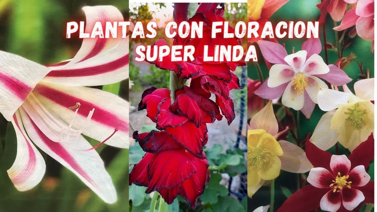 14 PLANTAS con FLORACIÓN SUPER HERMOSAS  | plantas BULBOSAS | FLORES Y JARDINES | PLANTAS CON FLORES