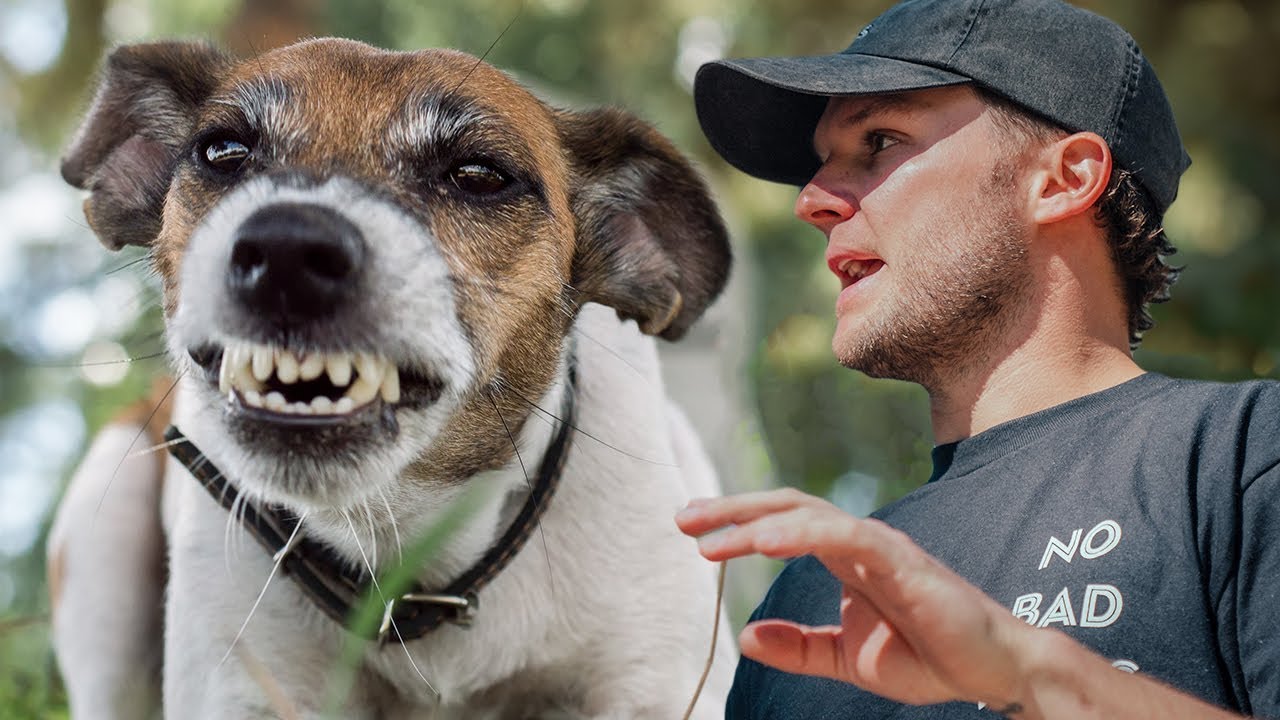 Everything You Need To Know About Dog Reactivity