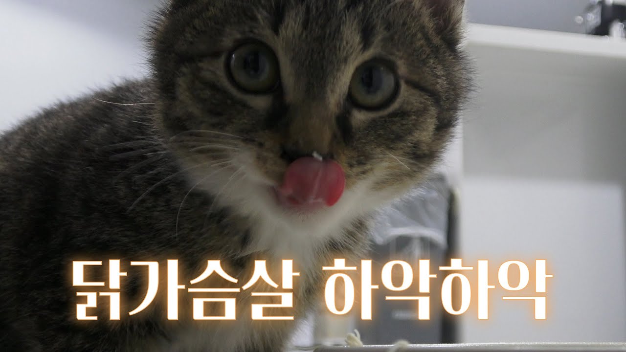 닭가슴살을 먹였습니다...
