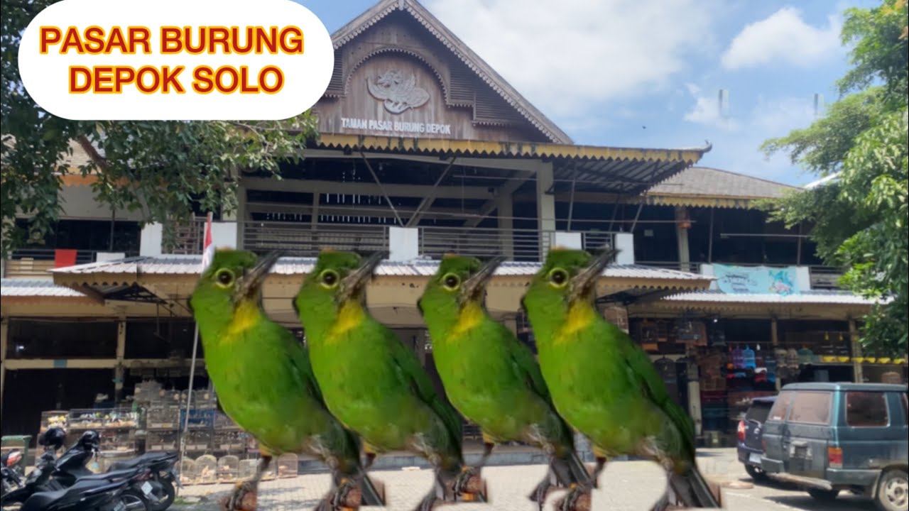 Pasar burung depok solo/surakarta banyak burung murah murah