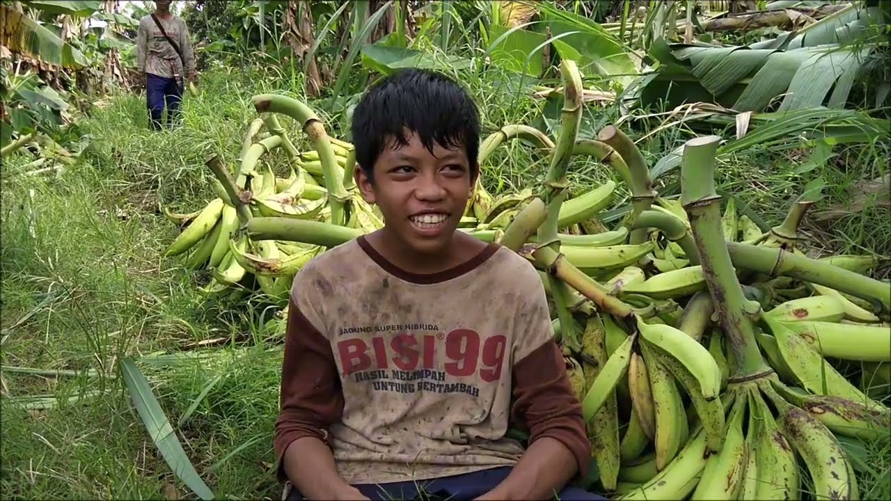Panen pisang biar lagi bersama sama 