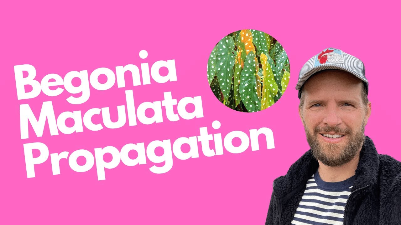 Get More Bang for Your Buck!: Propagate Your Begonia Maculata