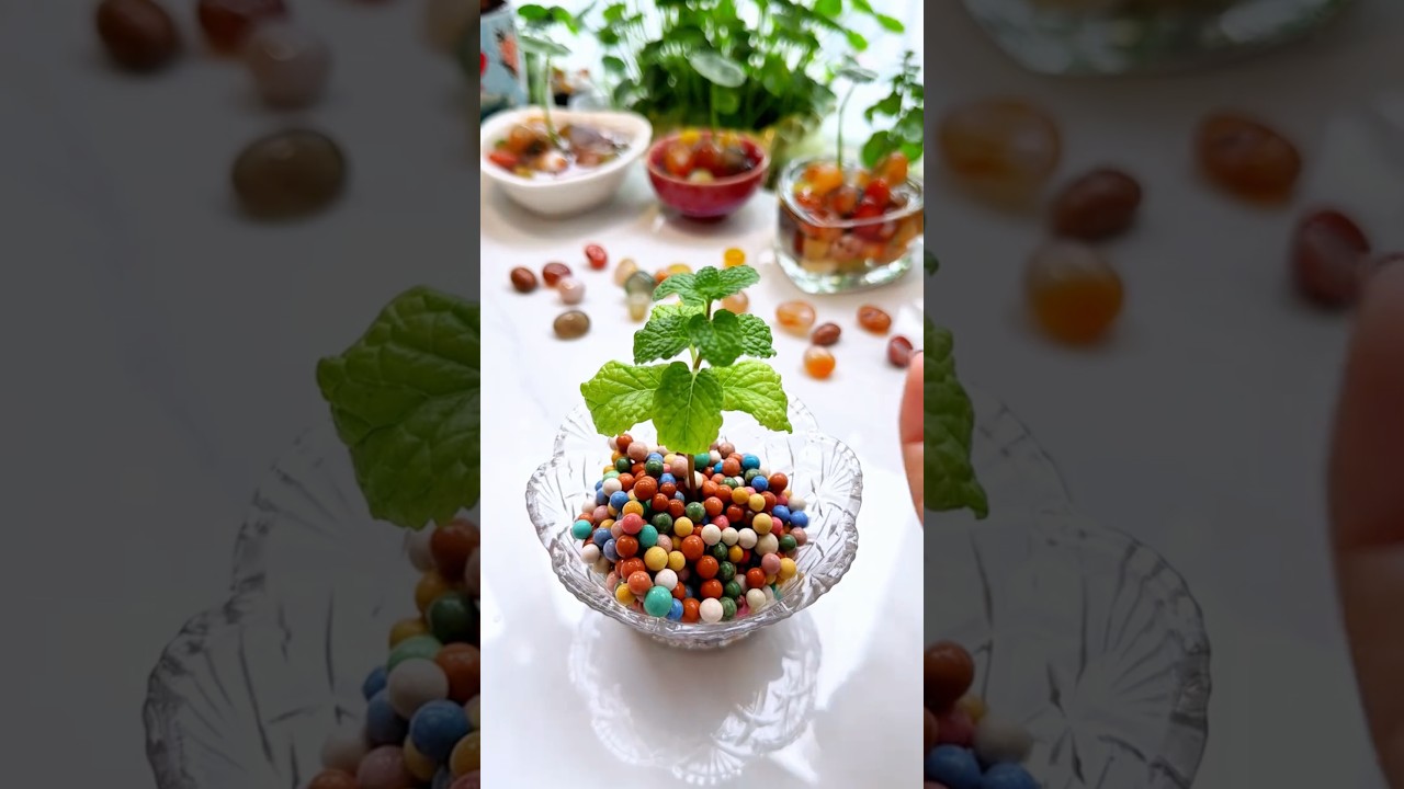 It will grow very nice, plants in plate drop colorful beautiful #shorts #plants #gardening #diy