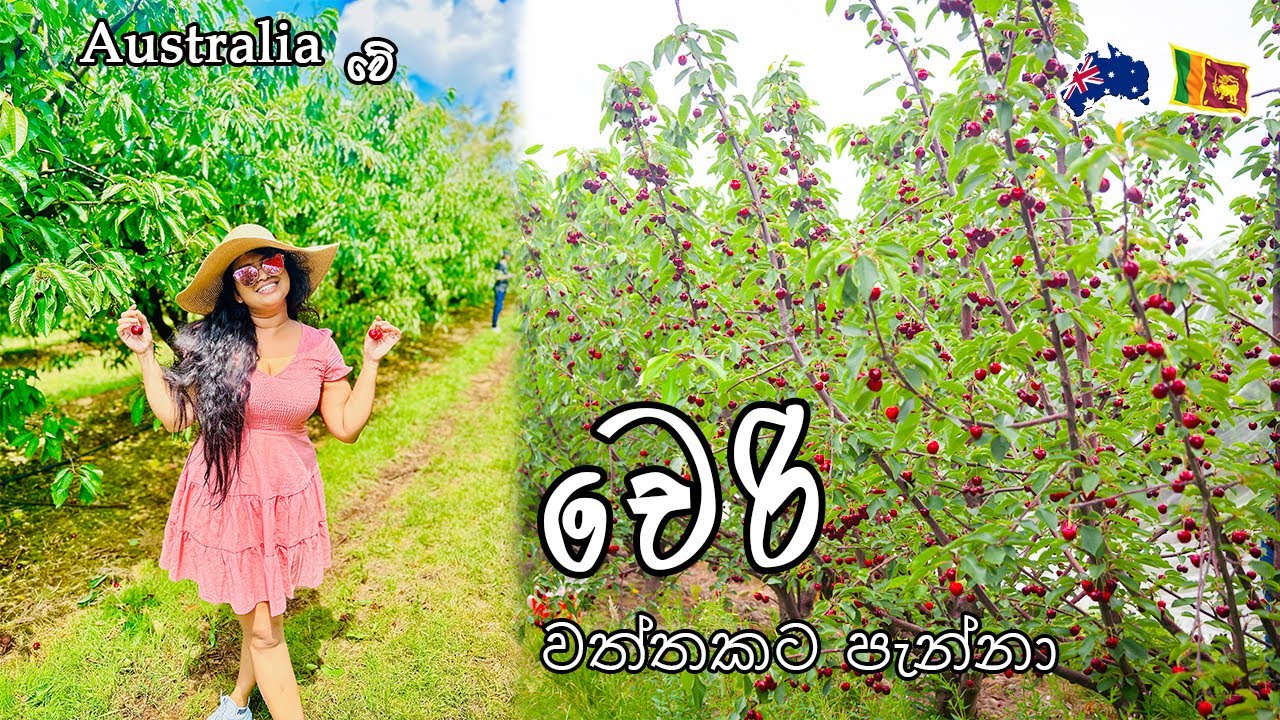 වැස්සෙන් බේරුණ චෙරි| Cherry Picking Australia | MapPin Travel|Sinhala Vlog Australia