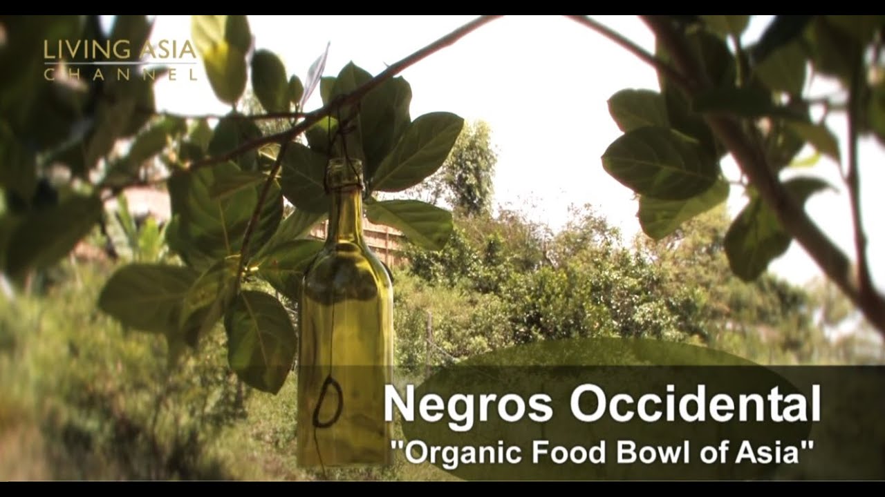 Organic Farming in the Philippines: Living Asia Channel Documentary Organic Negros Occidental