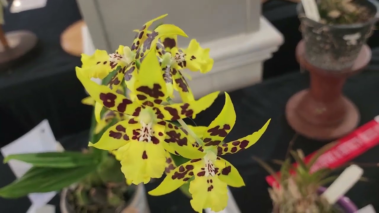 The missing Southport and District October 2023 Orchid Show