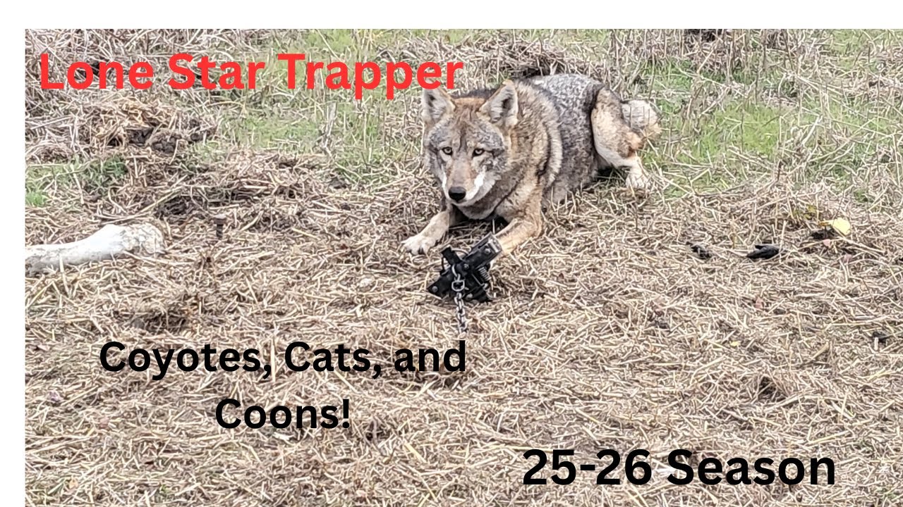 check day 2 Lone Star Trapper
