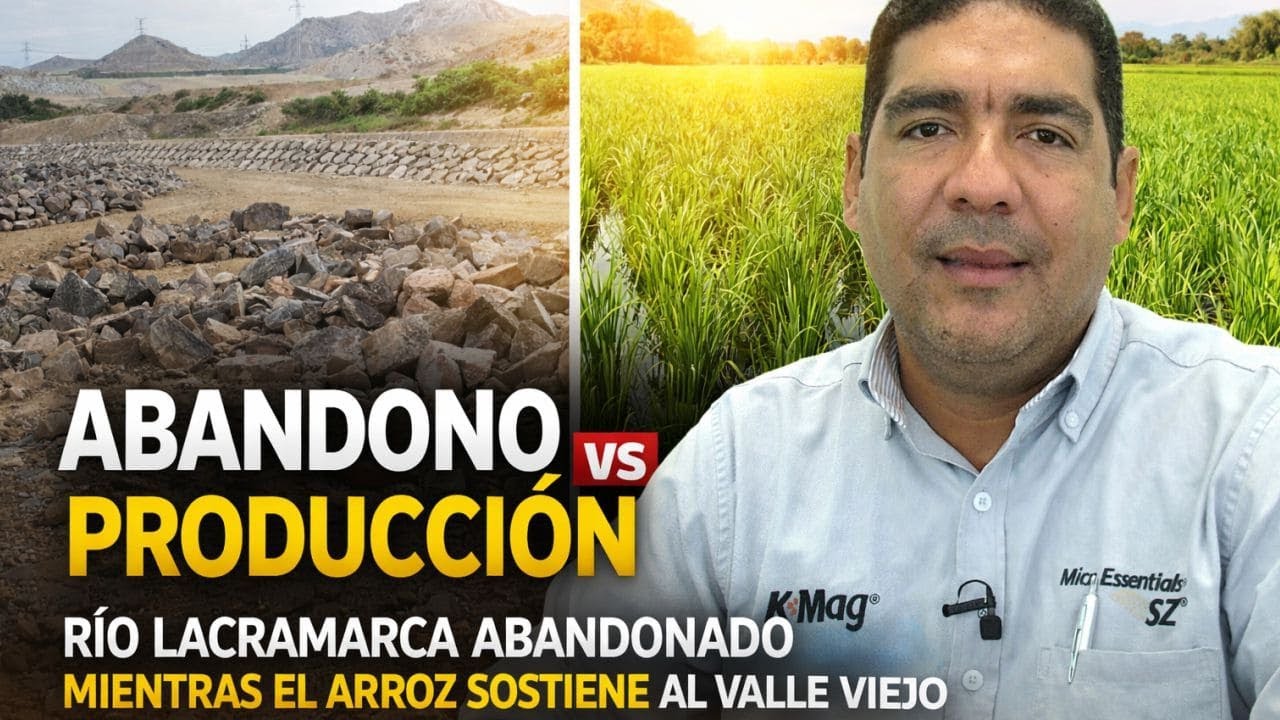 🔴 Río Lacramarca sigue abandonado y 𝗘𝗟 𝗔𝗥𝗥𝗢𝗭 florece en el Valle Viejo | #AgriculturaEnMarcha