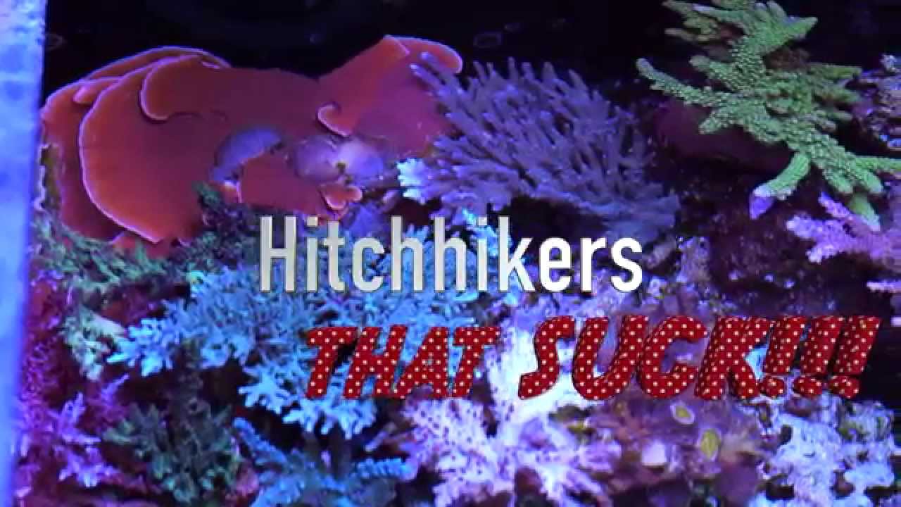 Top 5 Pests in Reef Aquariums