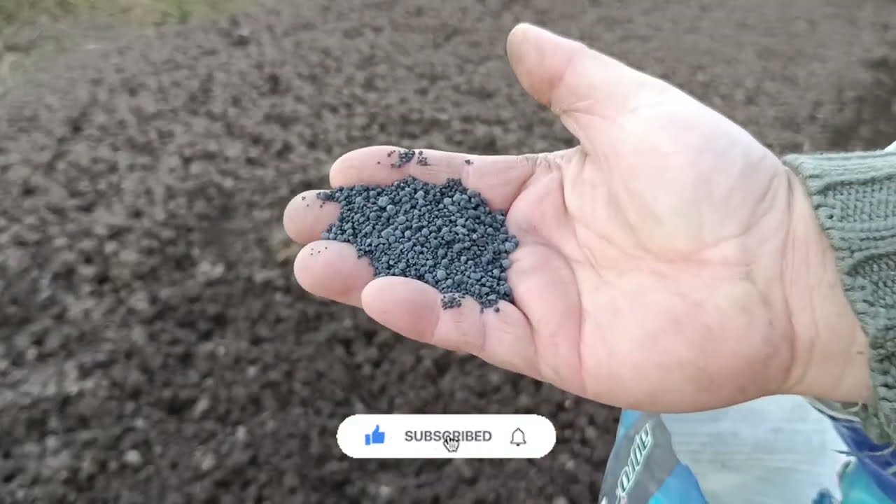 jesenná výsadba cesnaku č.1. - výber stanovišta, predplodiny, príprava pôdy