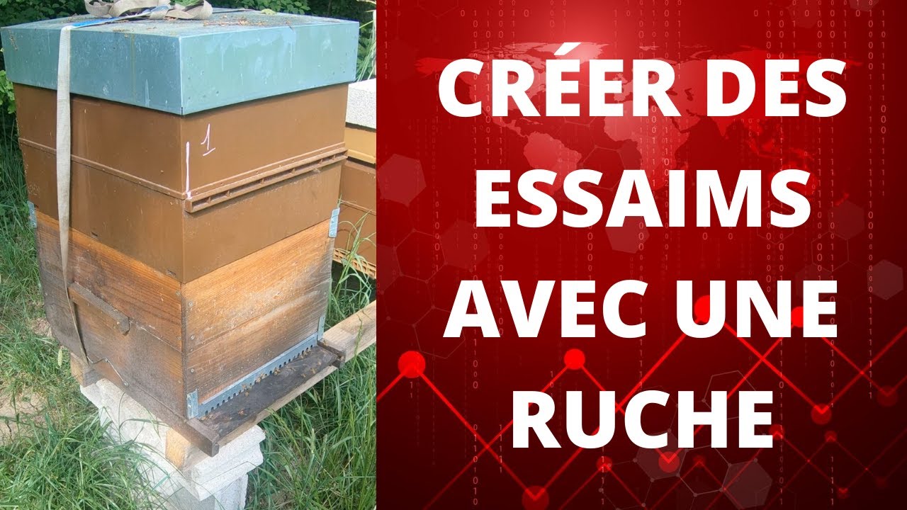 #apiculture CRÉER DES ESSAIMS AVEC UNE RUCHE