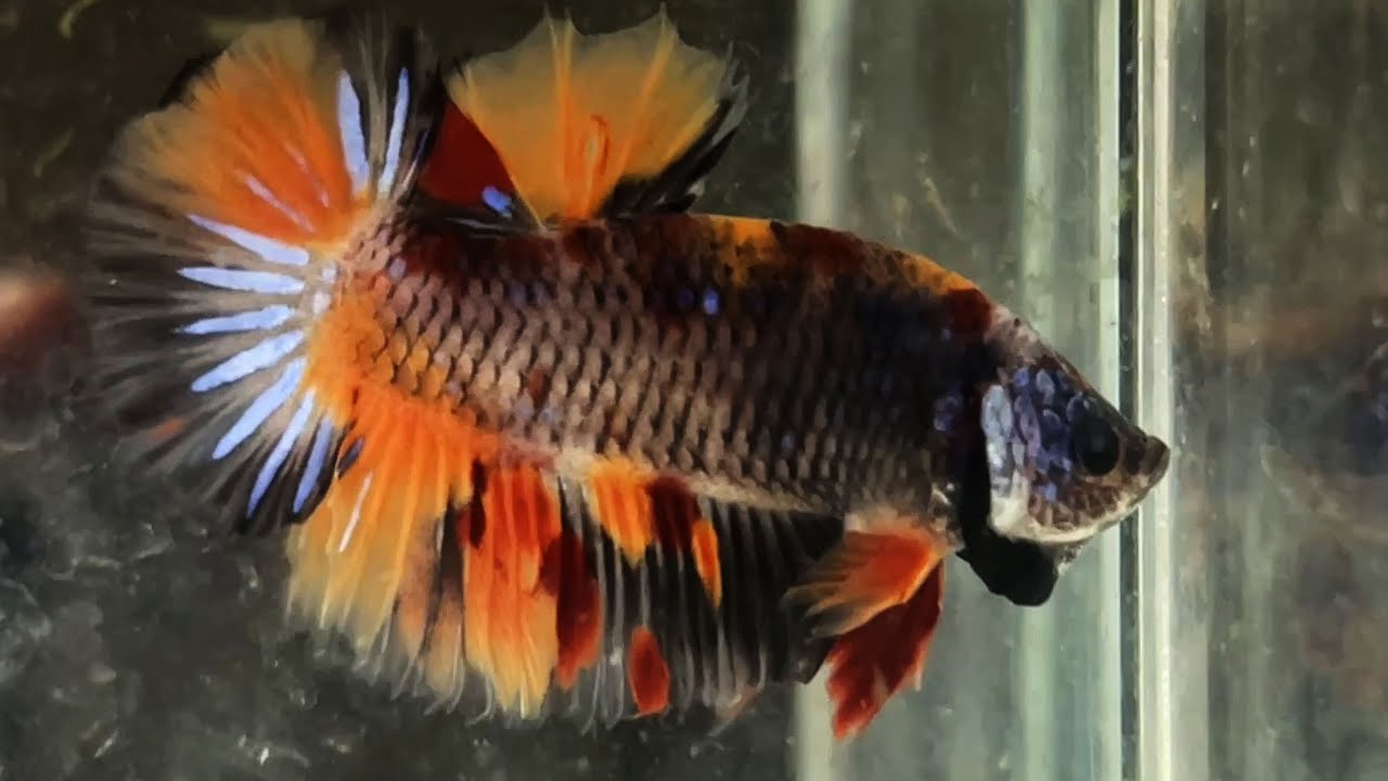 koi blue nemo