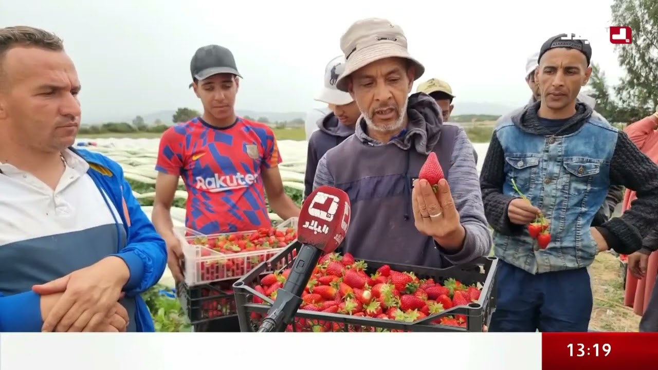 الفراولة 🍓 نجاح باهر في الطارف 👏🇩🇿👏