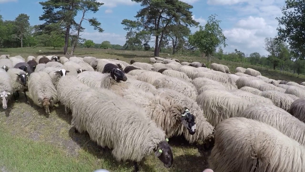 Ontmoeting Drentse heideschapen