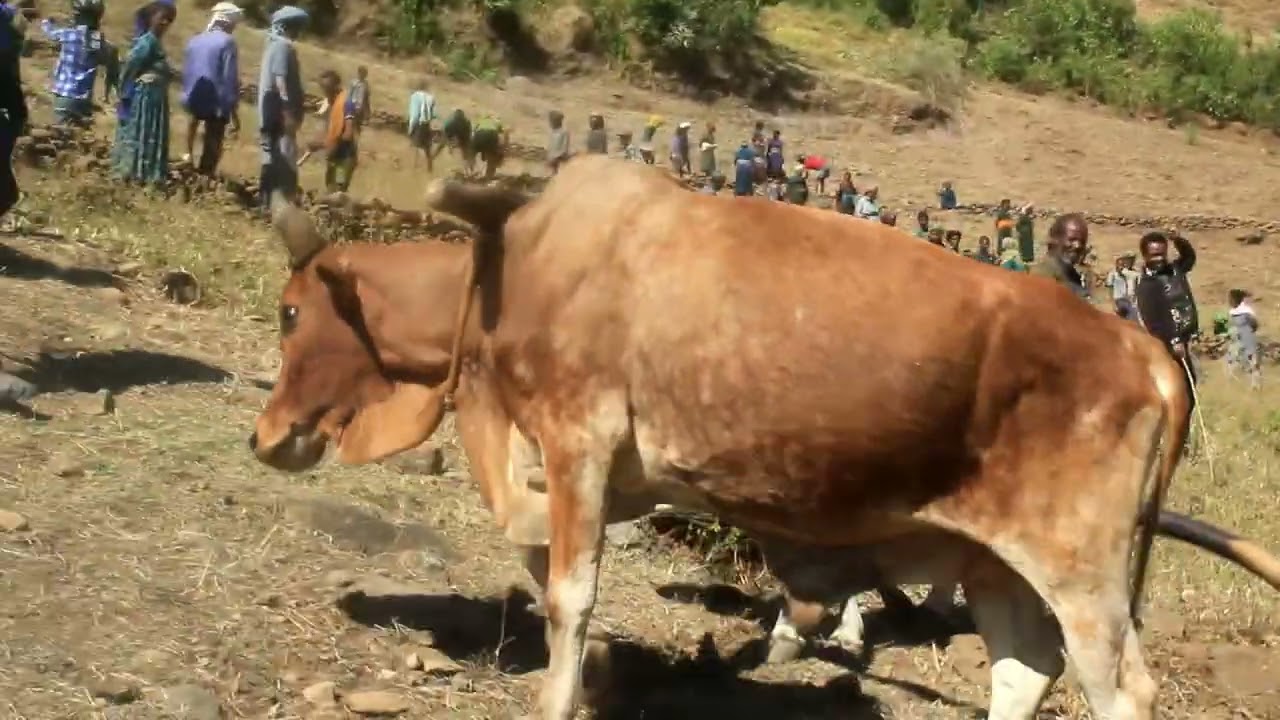 በፋርጣ ወረዳ በማይነት፣ በማህደር ማርያም በቃናትና በስምና ቀበሌ የ2015 ዓ.ም የተፈጥሮ ሀብት ልማት ስራ አጀማመር