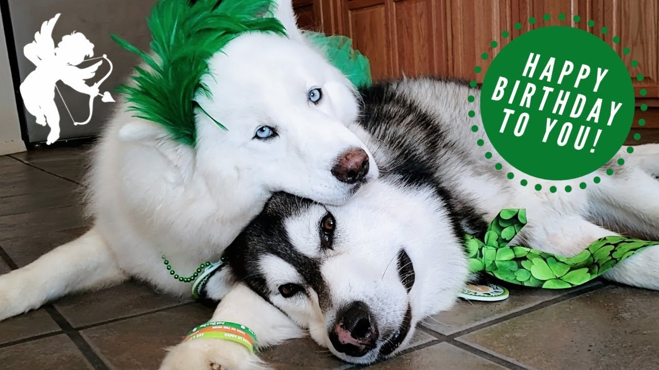 Husky Cuddles With Malamute | Wishes Him A Happy Birthday