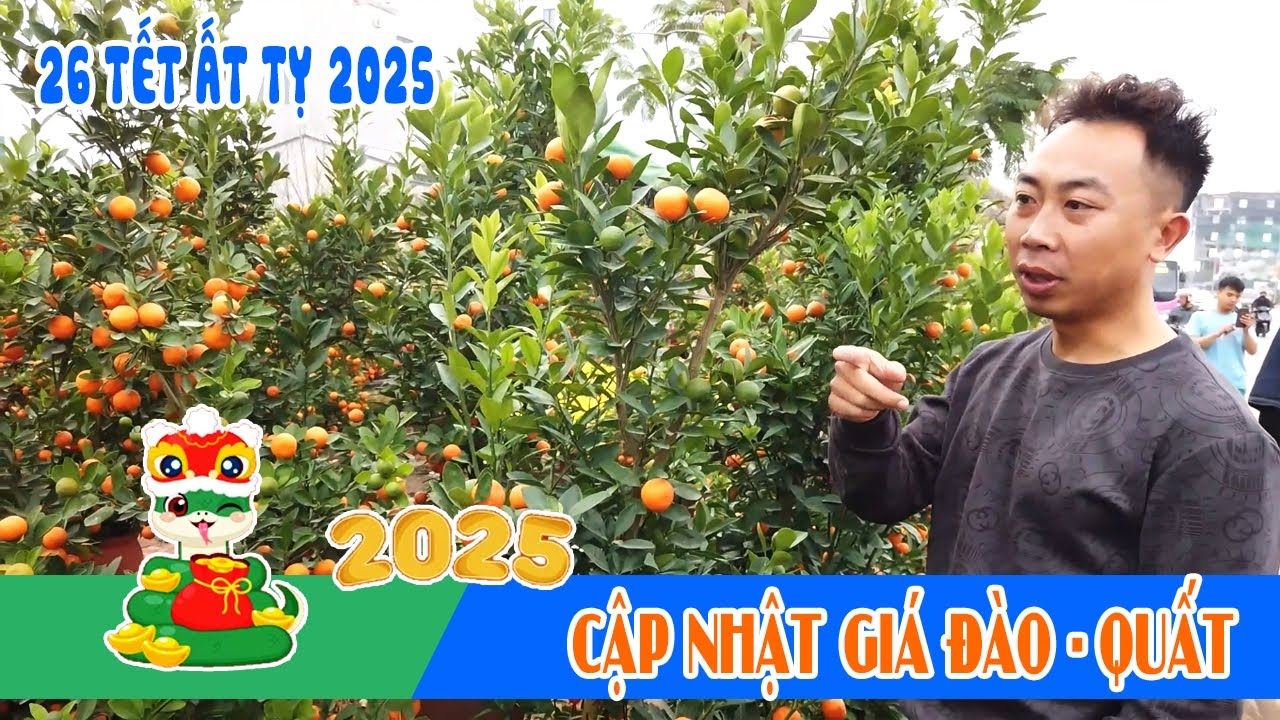 Ngày 26 Tết: cập nhật giá đào, quất tại Thủy Nguyên và Chợ An Dương, sẽ có bất ngờ