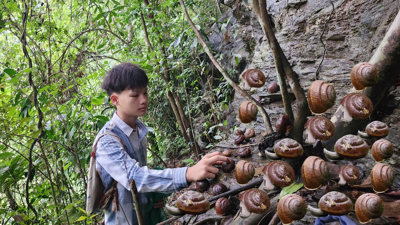 Catching mountain snails at night - The orphan boy brought them to the market to sell the next day.