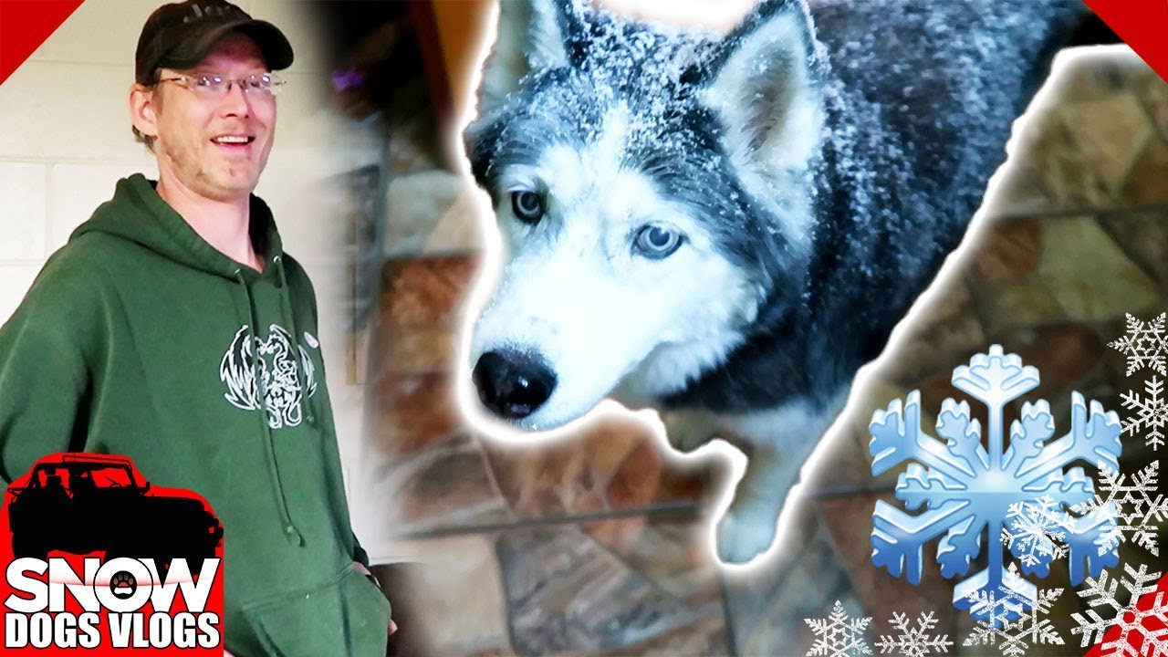 We got SNOW | Happy Huskies in the Snow