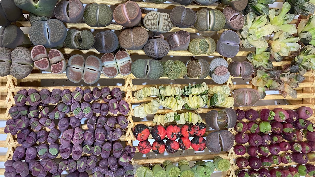 UNBOXING LITHOPS JUMBO, HAWORTHIA VARIEGATA, KAKTUS ASTRO VARIEGATA, RUBRA, CONOPHYTUM MAUGHANII
