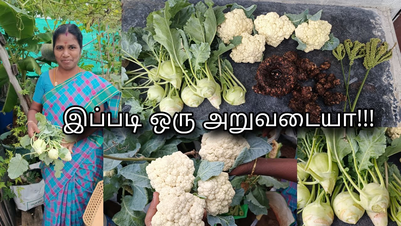 Maadi Thotathula Ipdi Oru Aruvadayaa ☺️🥰 Terrace Garden Tips..#trending #viralvideo #garden #ytviral