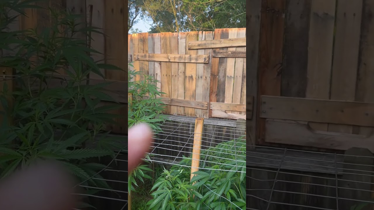 Outdoor Bud grow 07-23-2024