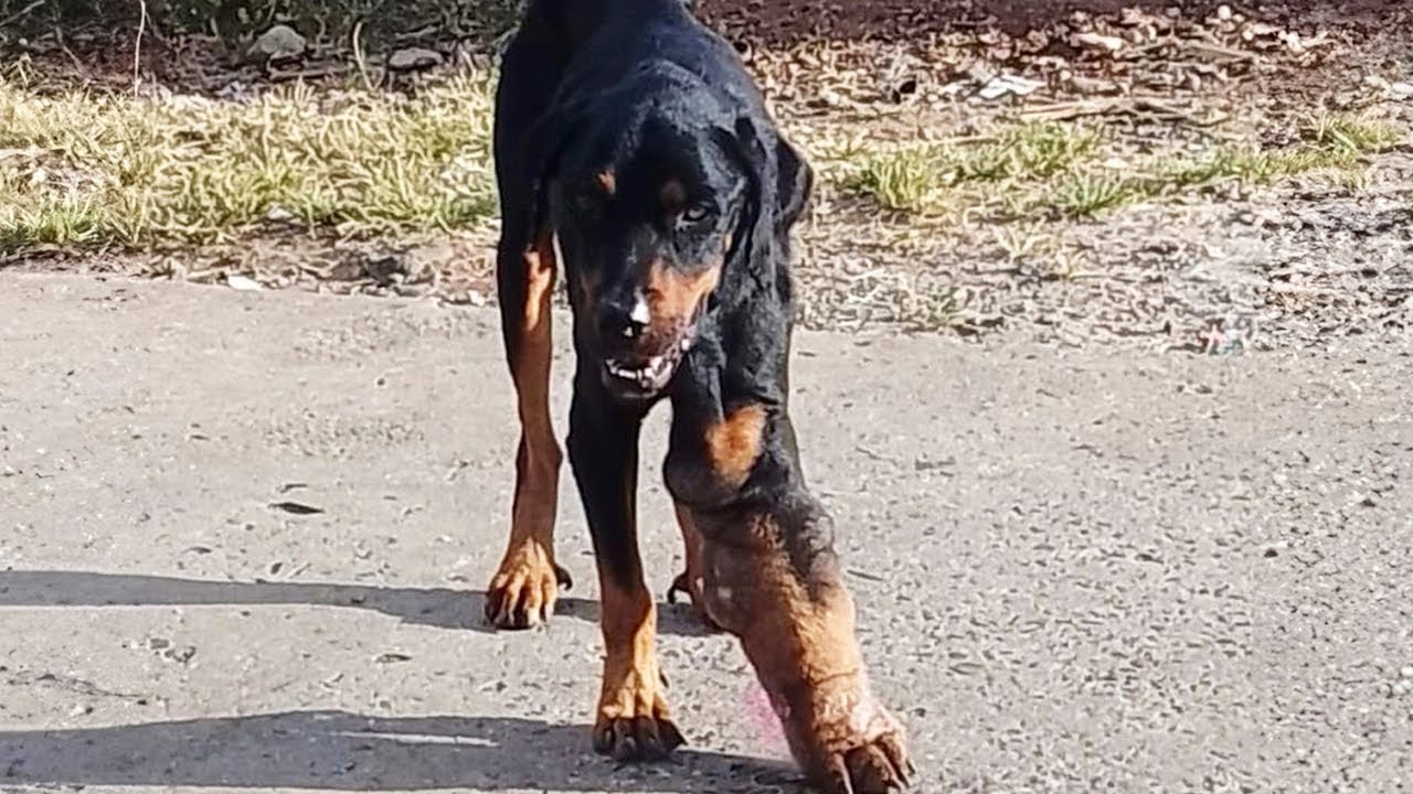 After 4 years of loyalty he was kicked out with that leg, every step is a cry from pain