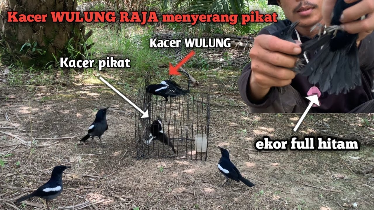 Kacer WULUNG RAJA vs DAHIT KALIMANTAN! Pikat ku di s3rbu satu keluarga Kacer wulung