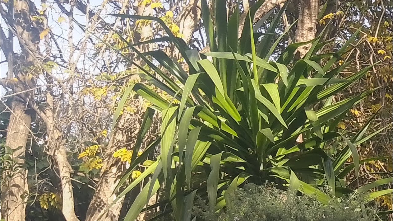 ماشاء الله تبارك الرحمن منضر طبيعي خلاب