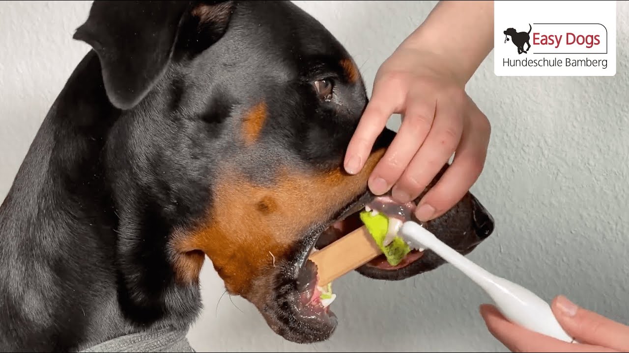 Ultraschallzahnbürste Megasonex - auch für Hunde
