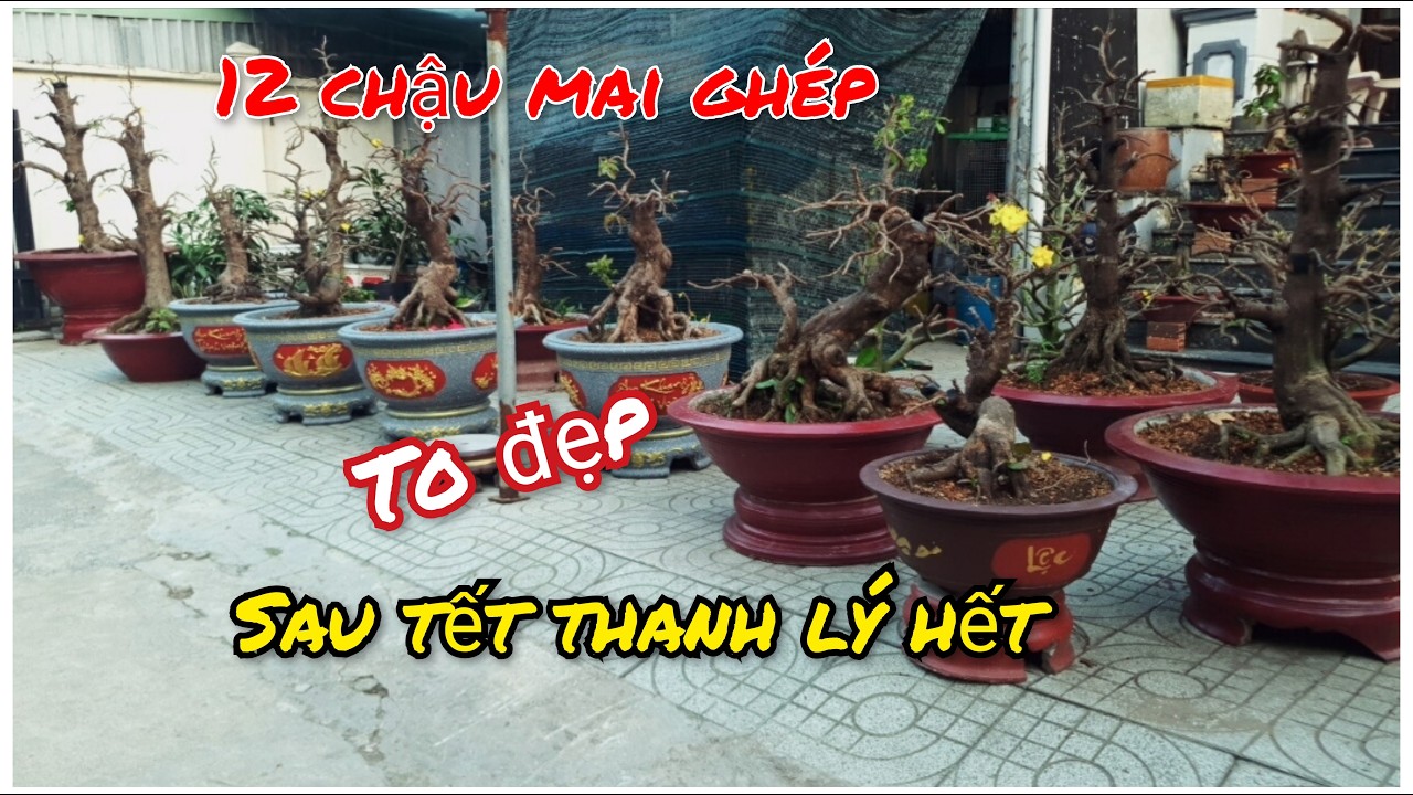 Lip Số 3 || 12 Chậu Mai Ghép SBBL Sau Tết Thanh Lý Hết Vì Không Chổ Để