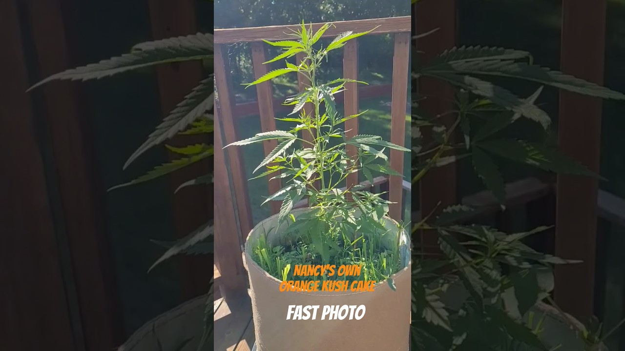 Outdoor Home Cannabis Deck Grow in Living Soil - Barney's Farm  & Nancy's Own are Grabbing Hold!