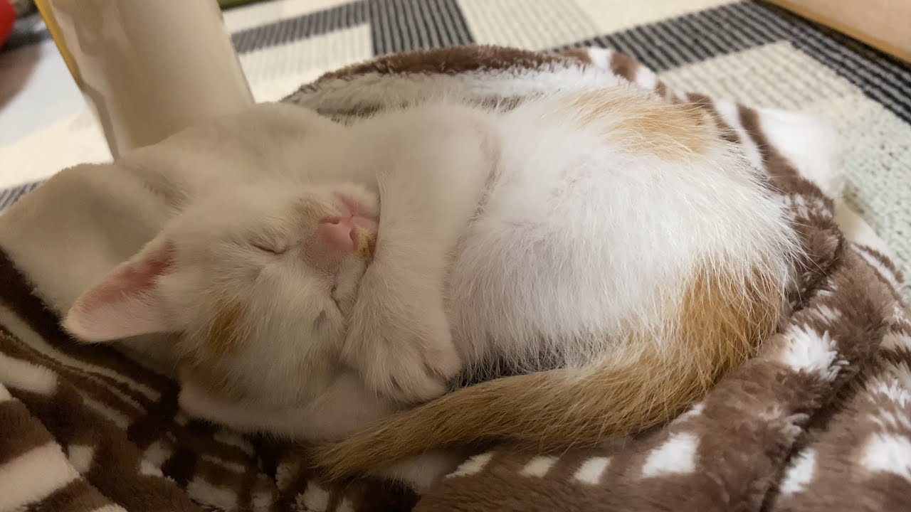 猫の子育て28　障害が心配な子猫のロロは大丈夫ですよ