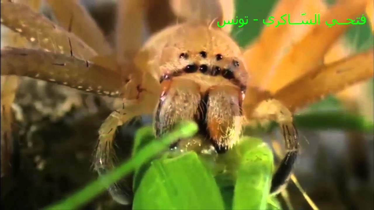 إيقاظ علمي - الصيد بالحيلة والفخّ عند الحيوانات