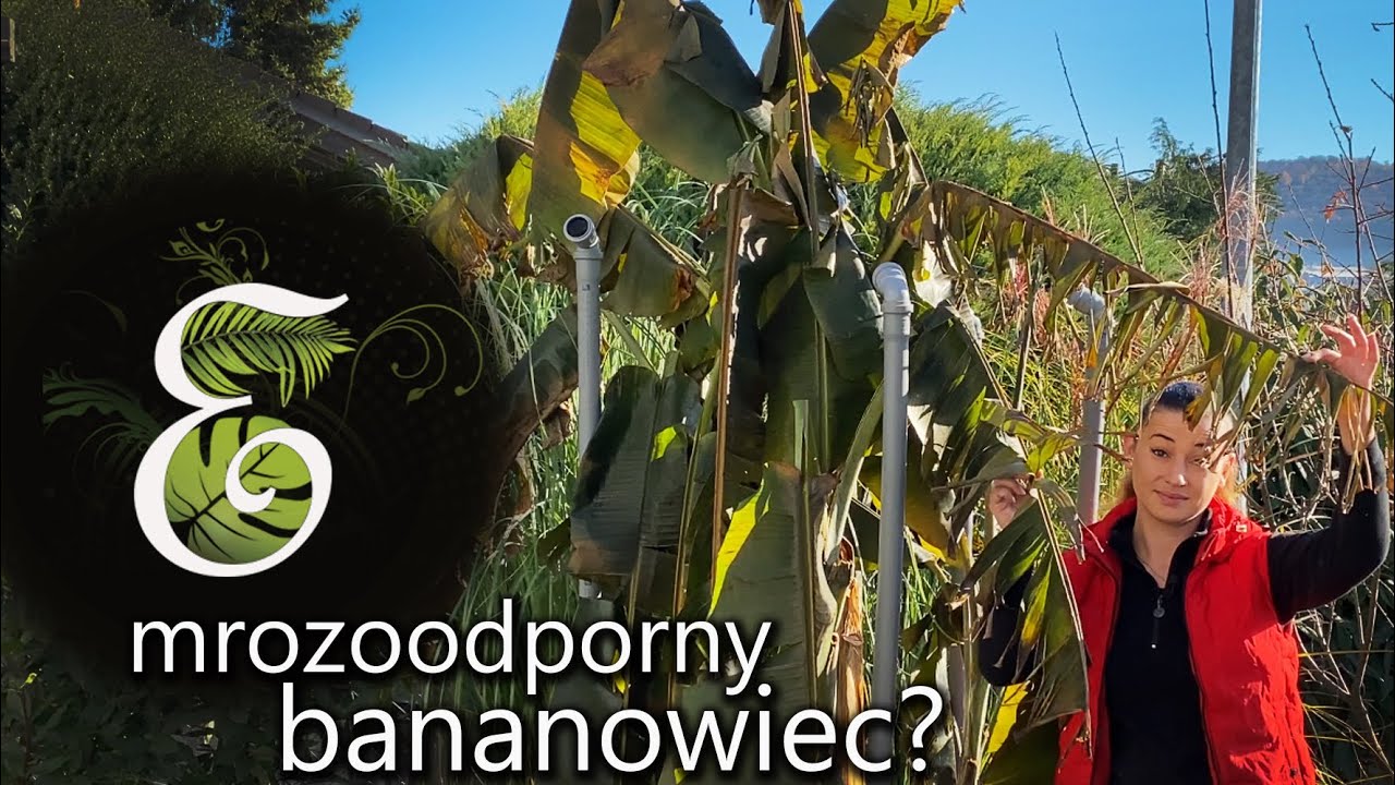 Zimoodporny bananowiec??? Jak zabezpieczyć bananowce przed mrozem. Metoda kompostowa.
