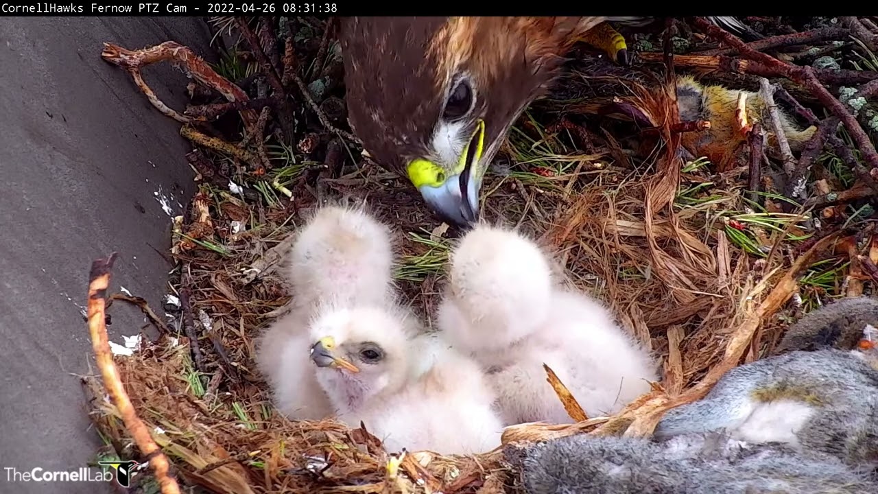 Three Downy Red-tailed Hawk Nestlings Perk Up For Breakfast As 4th Egg Hatches – April 26, 2022
