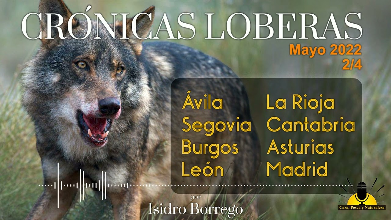 Ataques de Lobo en España - 2ª semana de Mayo 2022