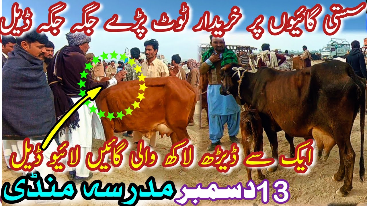 TODAY MADRASSA COW MANDI LATEST PRICE UPDATE || Live Deal Dun  Sahiwal Cholistani Desi Gay