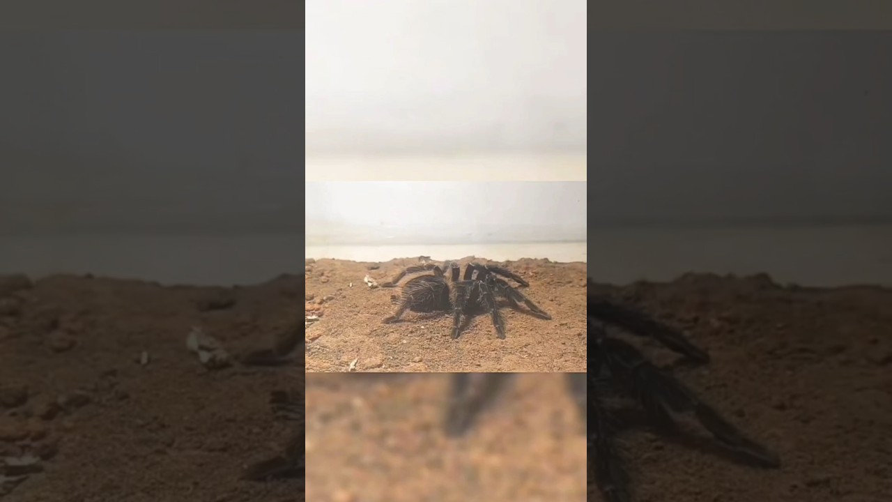 Scorpion vs Tarantula! Poison vs Fangs – Who Survives? 🦂🕷️