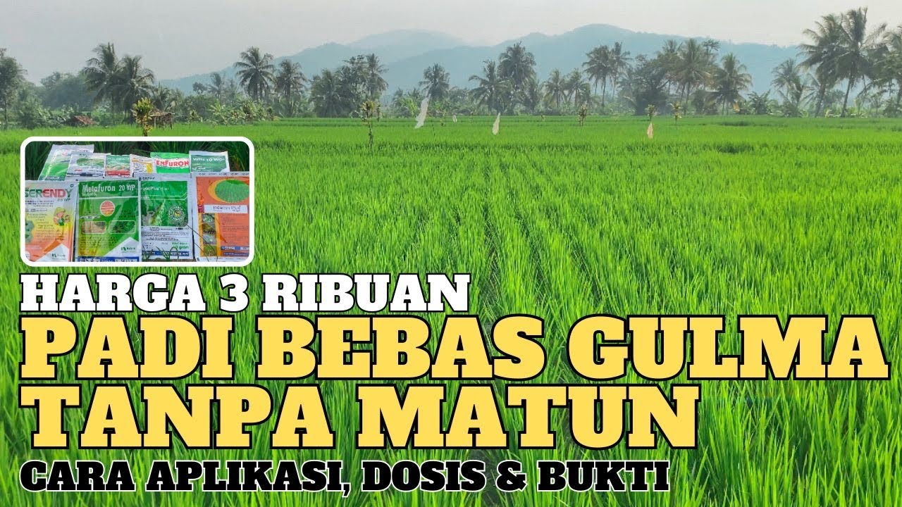 Cara cepat membasmi mematikan gulma tanaman padi tanpa matun,herbisida selektif obat gulma murah