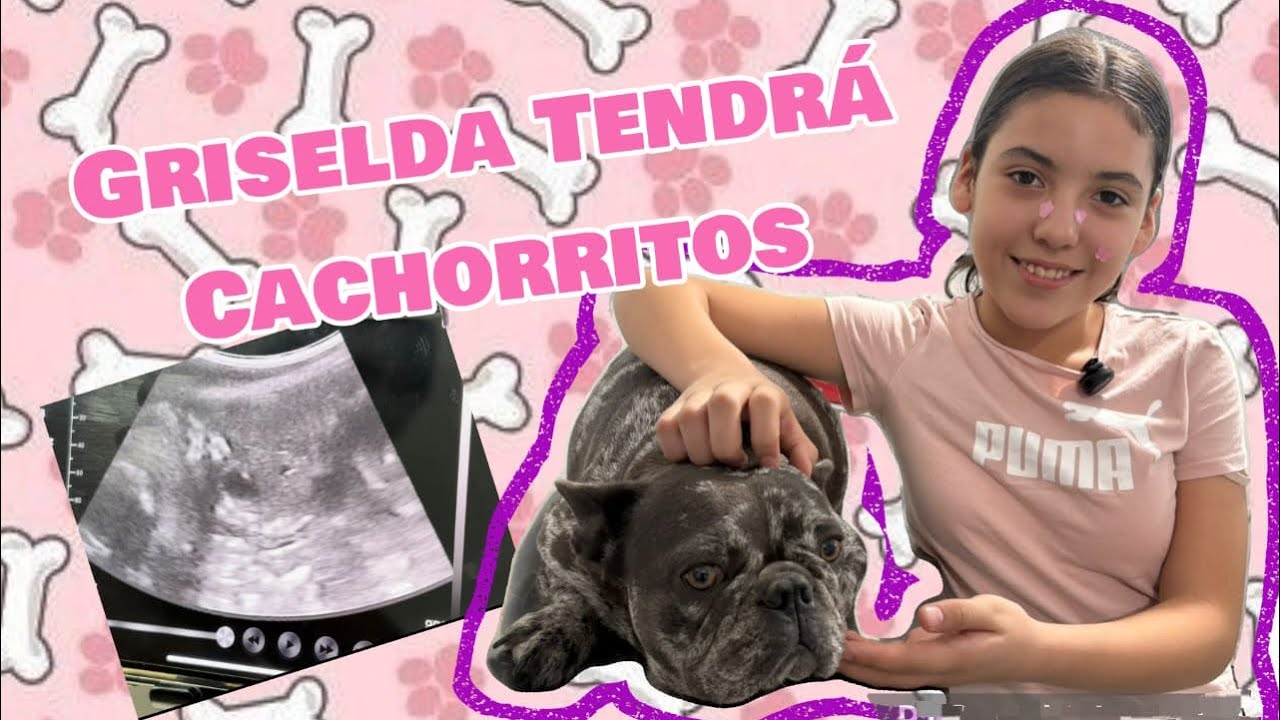 NO LO PODIAMOS CREER! NUESTRA PERRITA ESTA ESPERANDO CACHORROS! 🥺 #diversionsinlimites 