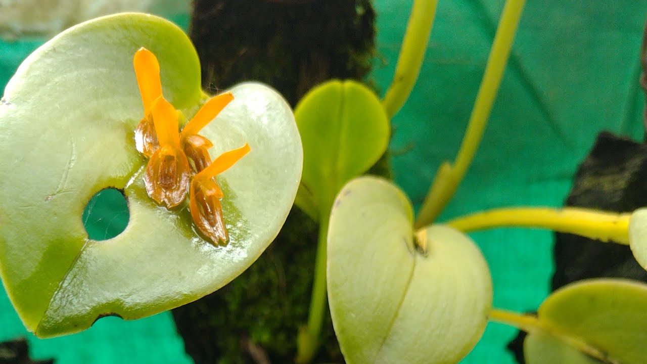 orquídea ( Pleurothallis casapensis)