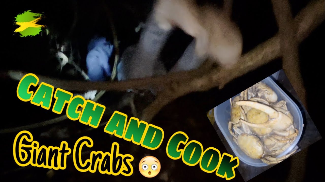 Diving into the Crabs Bush for Dinner 