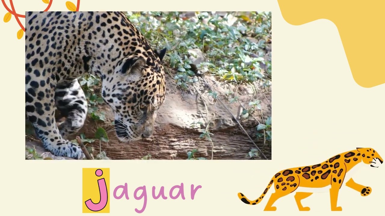 Beginning Sound - Letter Jj | Phonics | Words that start with Jj | Low Stimulation Video for Kids