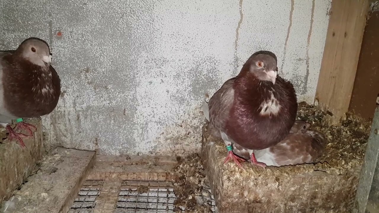 La mosca de la paloma, como controlarla