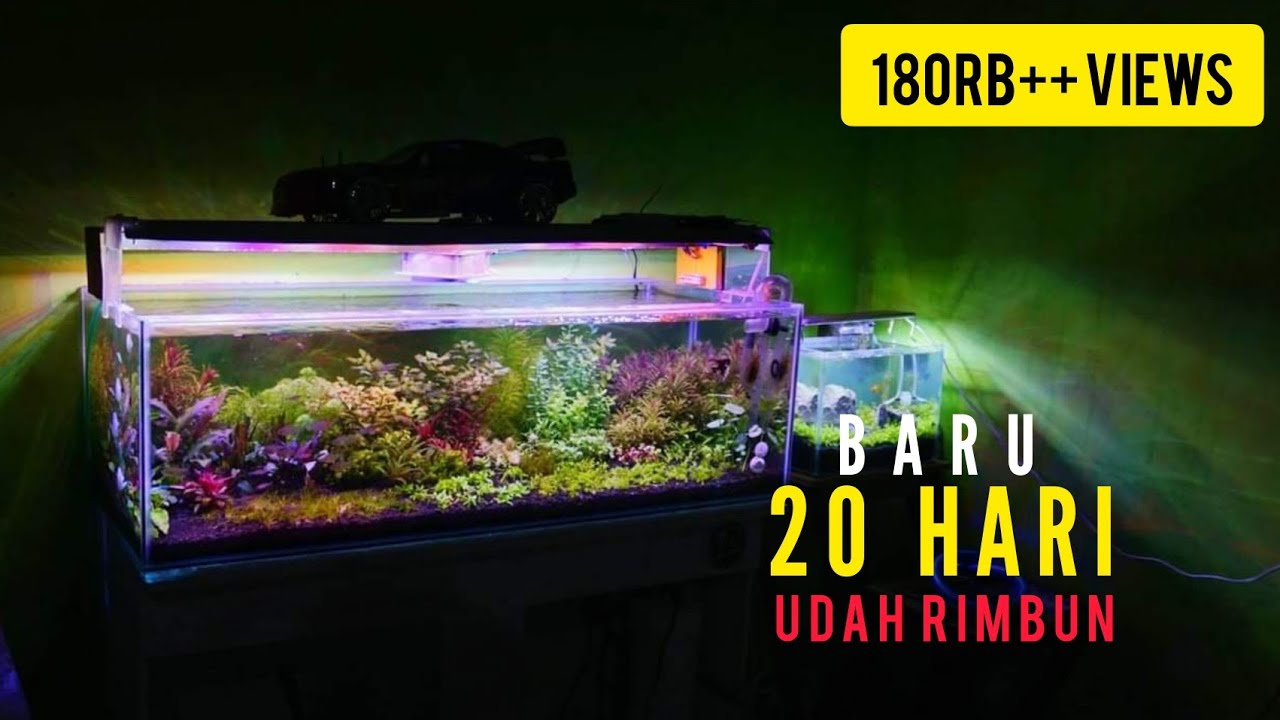 Aquascape Dutch Style Tanpa Soil?? Trik Olahan Pasir Malang RIMBUN Gak Sampe SEBULAN